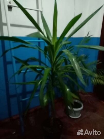 Пальма Юкка