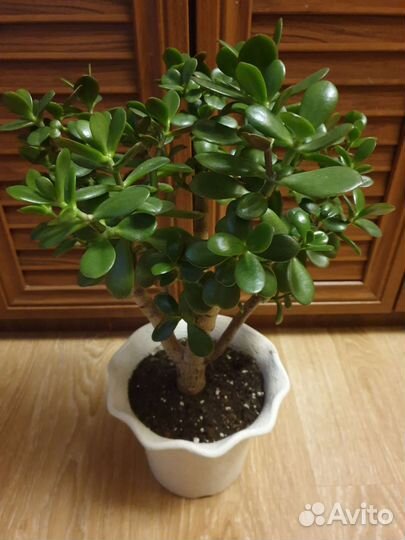 Толстянка (денежное дерево)