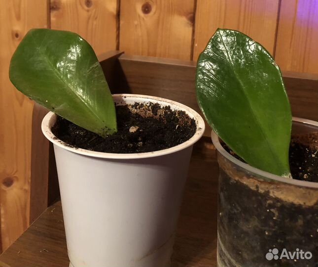 Замиокулькас Долларовое дерево