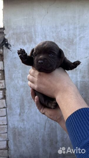 Собака лабрадор