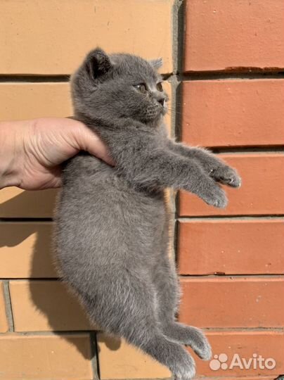 Британские котята