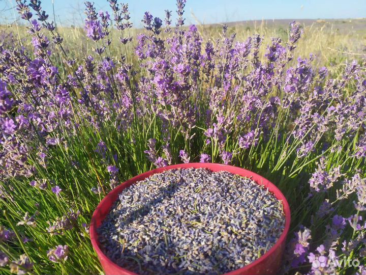 Лаванда цветок (россыпь)