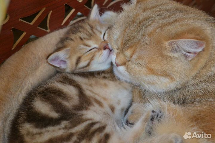 Золотые шотландские котята