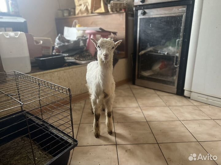 Козочки и коза ламанча