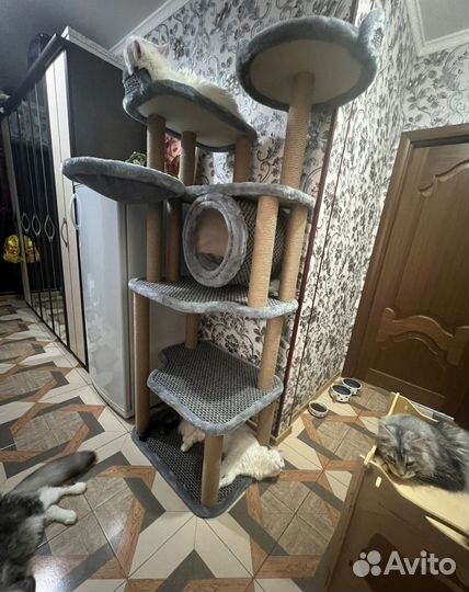 Когтеточка опт