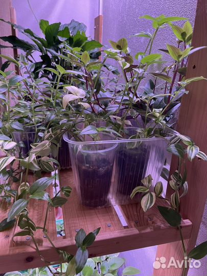 Традесканция