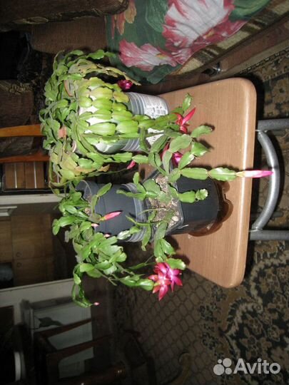 Комнатные цветы