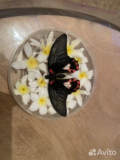 Живые тропические бабочки