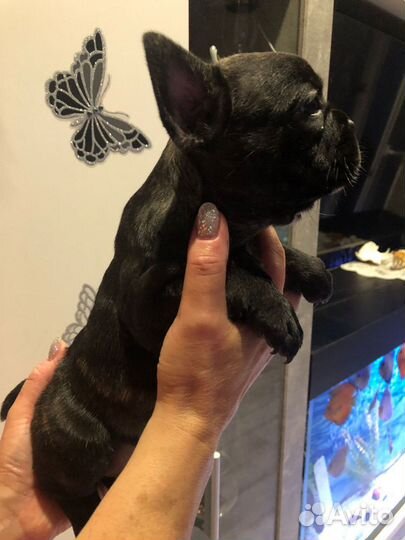 Французский бульдог