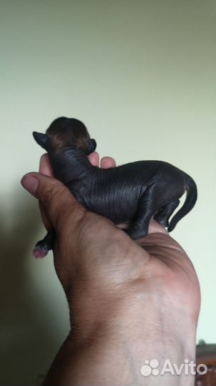 Китайские хохлатые щенки