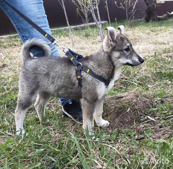 Щенок помесь в добрые руки