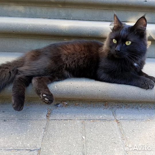 Черный кот