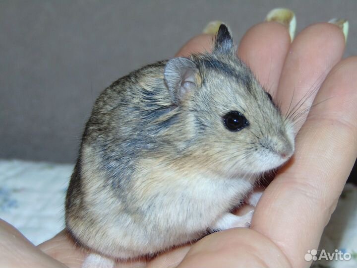 Карликовые хомячки. Хомяки кэмпбелла