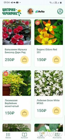 Лизимахия Вербейник монетчатый рассада