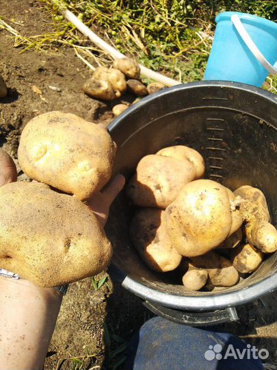 Настоящий сортовой картофель Сынок (богатырь) 1 кг