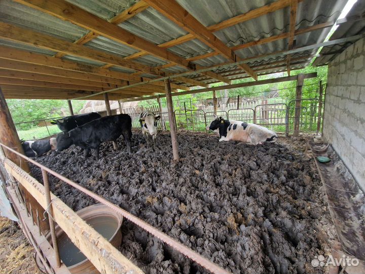 Бычки и быки на мясо