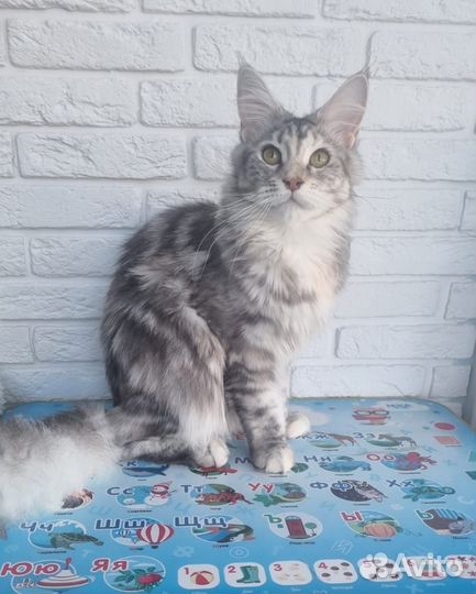 Продаётся кошка