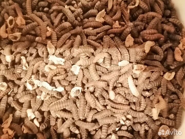 Яйца Черной Львинки, Предкуколка