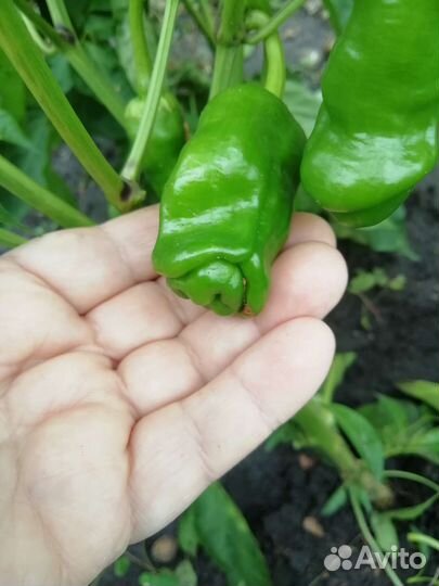 Редкие растения (чилли-вилли )