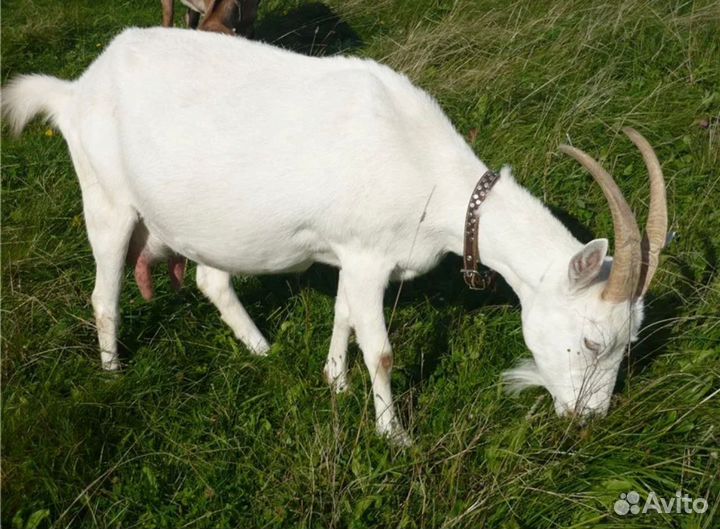 Коза генеральская