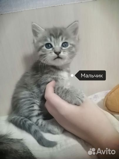 Отдам в добрые руки котят