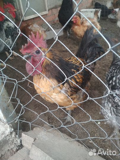 Молодые петухи