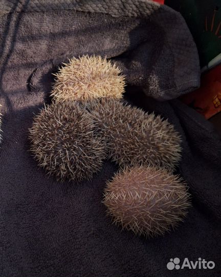 Африканский карликовый ёж