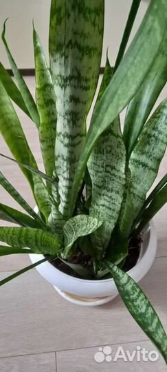 Сансевиерия сортовая
