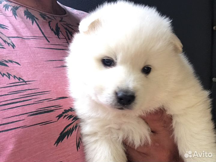 Японский шпиц