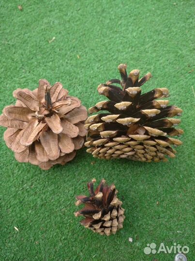 Сосновые шишки декора