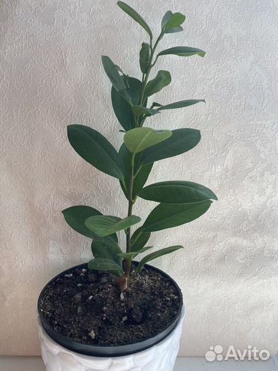 Фикус Макломе