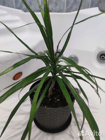 Пальма драцена