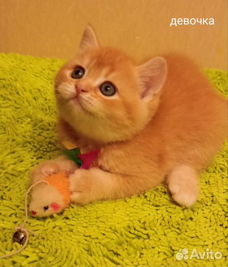 Шотландские рыжики