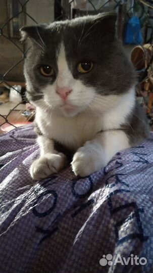 Шотландская вислоухая