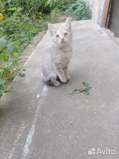 Котенок