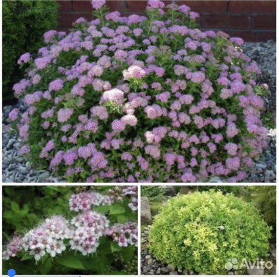 Мята, флоксы, спирея