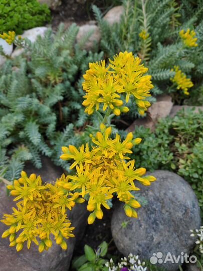 Очиток (седум)