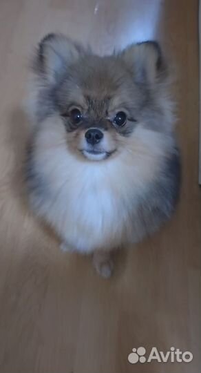 Померанский шпиц мини