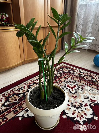 Замиокулькас