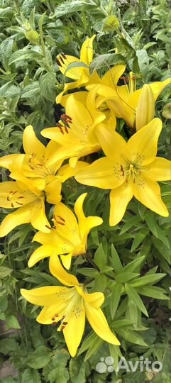 Лилейники и лилии