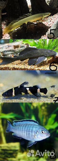 Рыбки разные