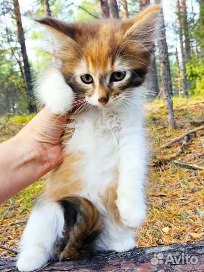 Котята мейн-кун