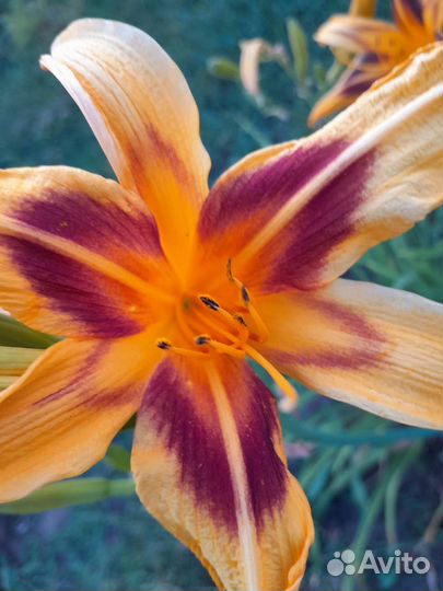 Лилейники сортовые