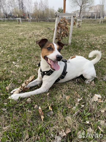 Джек Рассел терьер. Вязка