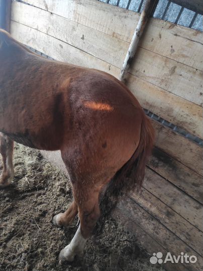 Лошади, жеребец