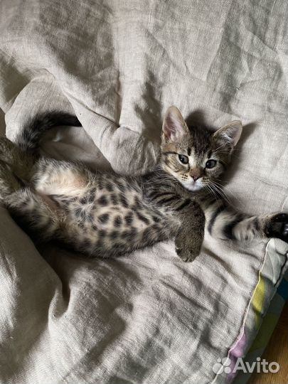 Бенгальский Котенок Ириска
