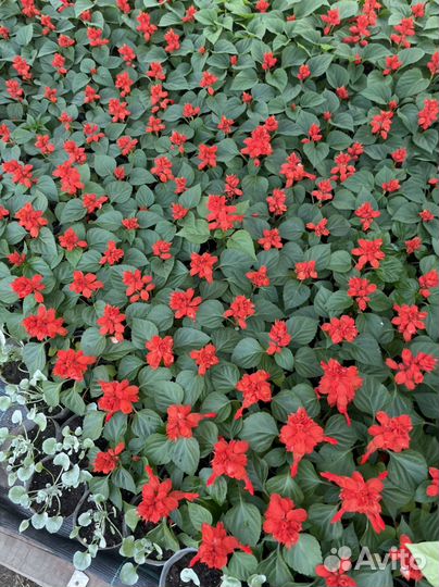 Рассада овощей и цветов