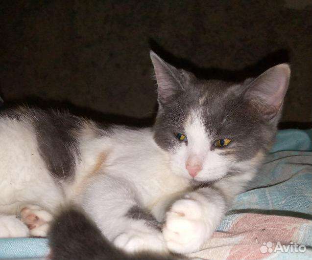 Кошечка в добрые руки