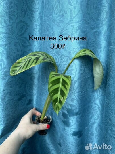 Комнатные растения цветы