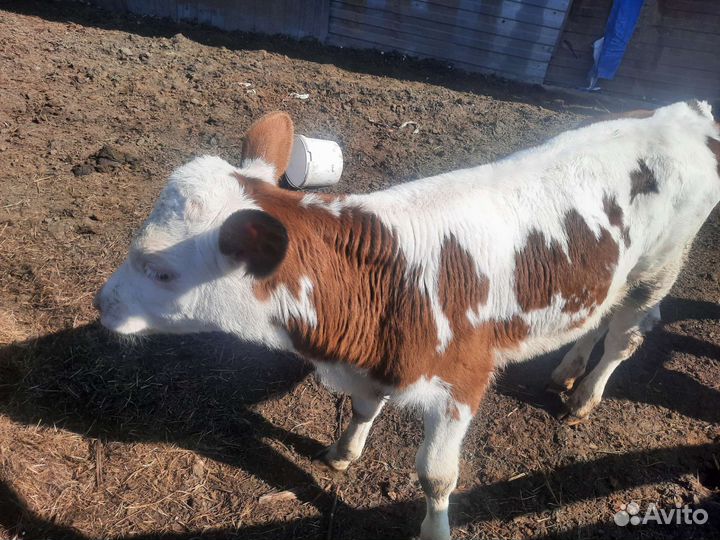 Джерси голштины